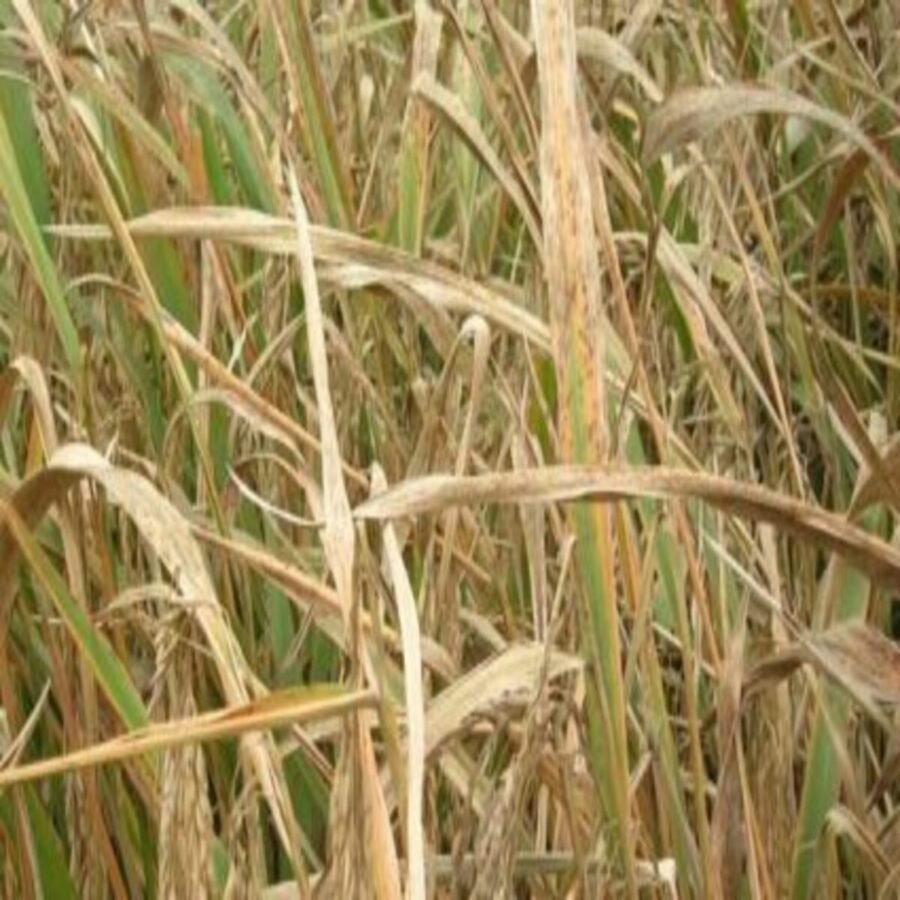 चंदौली: गर्मी कर रही बेहाल, पारा 44 डिग्री के पार, सूखने लगी धान की नर्सरी