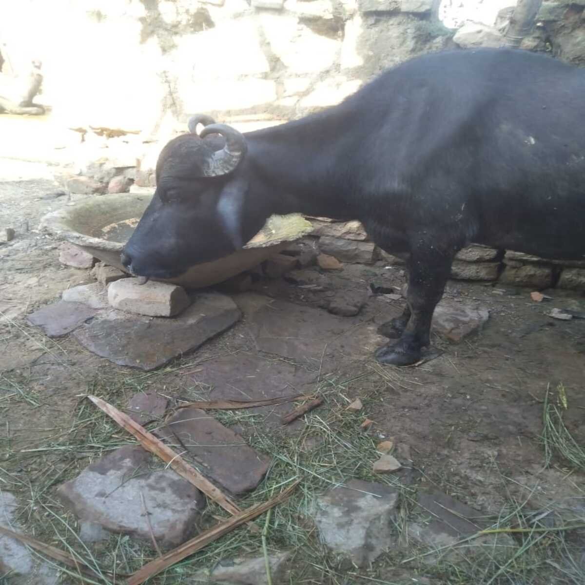 घाँस चरने गई भैंस के मुँह में फटा बम