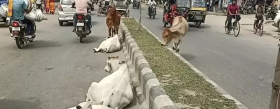भूख और प्यास इन्हें भी लगती है ना रहने का ठिकाना न खाने को चारा
