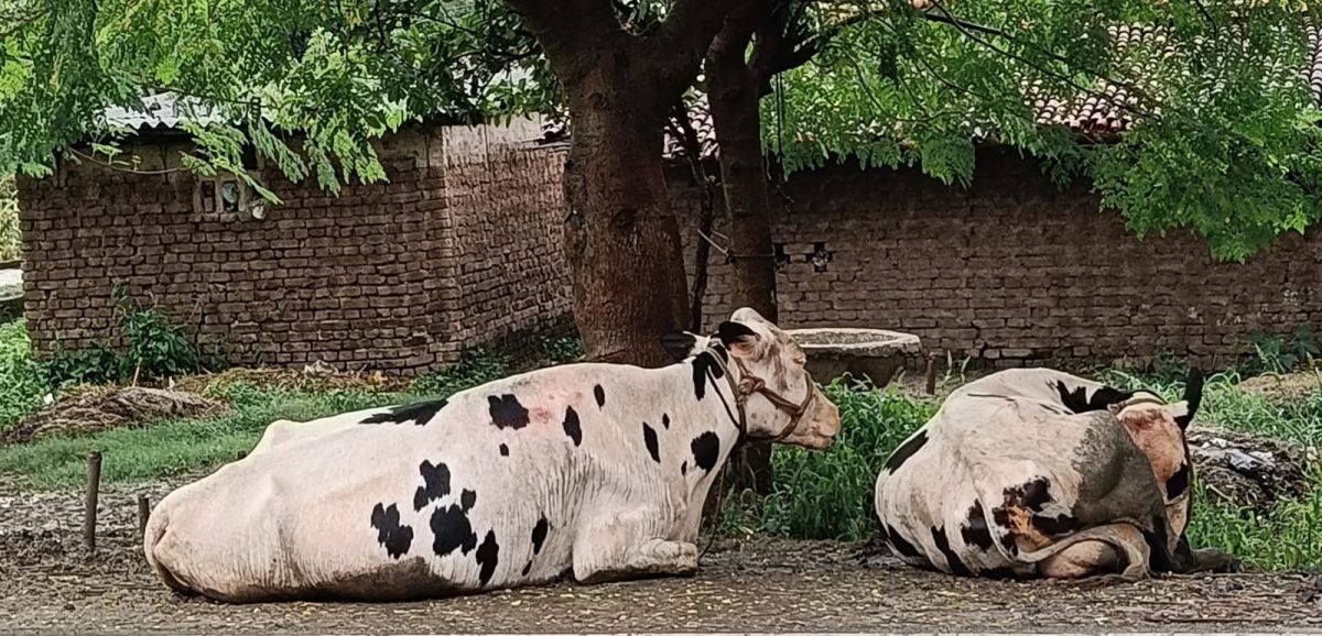 गांव में खूंटा खाली, बाजार में दूध की भरमार: आखिर कहां से आ रहा इतना दूध?